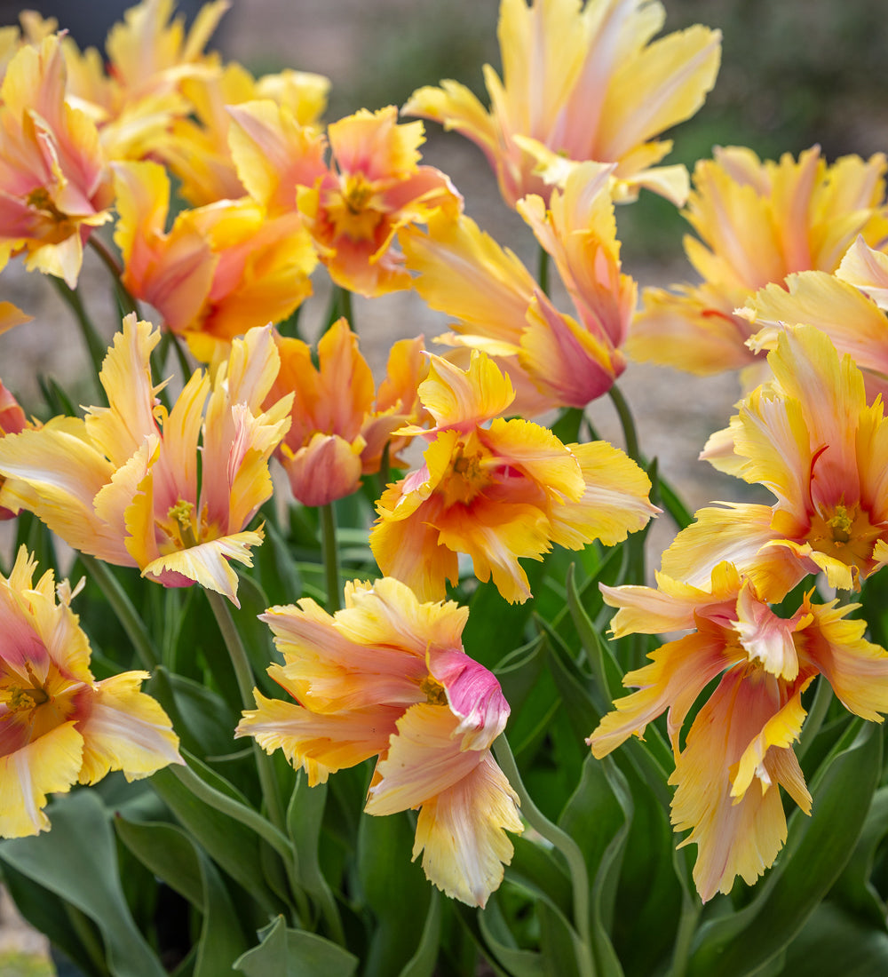 Flaming Memory Tulip Collection