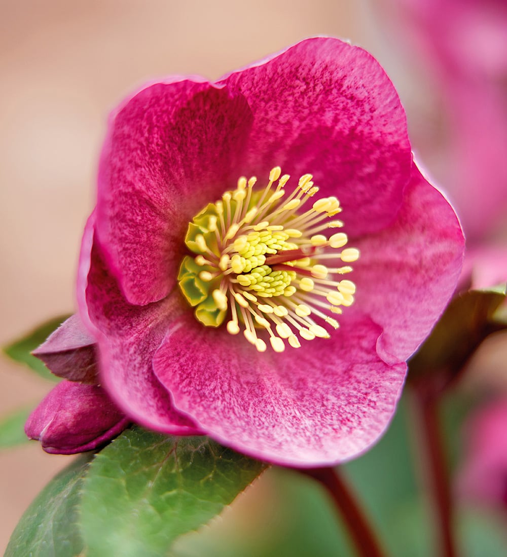 Helleborus 'Charmer' (Rodney Davey Marbled Group)