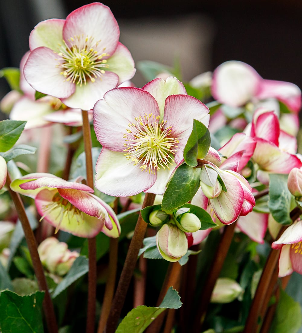 Helleborus 'Magico' (Rodney Davey Marbled Group)