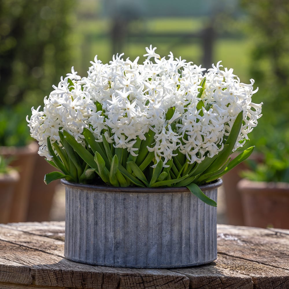 Hyacinthus orientalis 'Multiflora White' (Forcing)