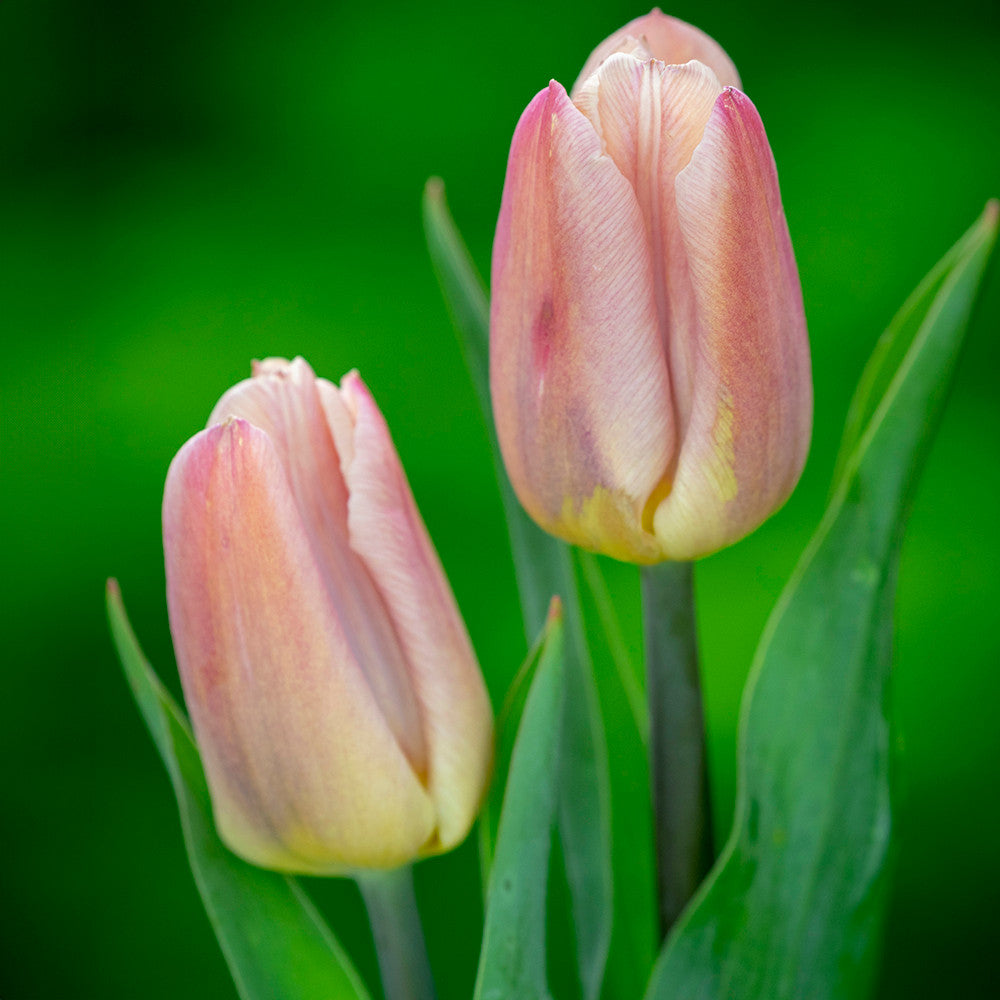 Tulip 'Copex Apricot'