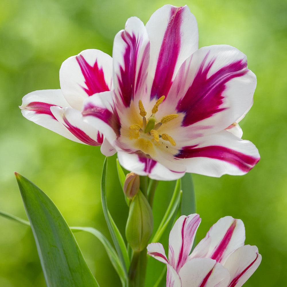Tulip 'Flaming Club'