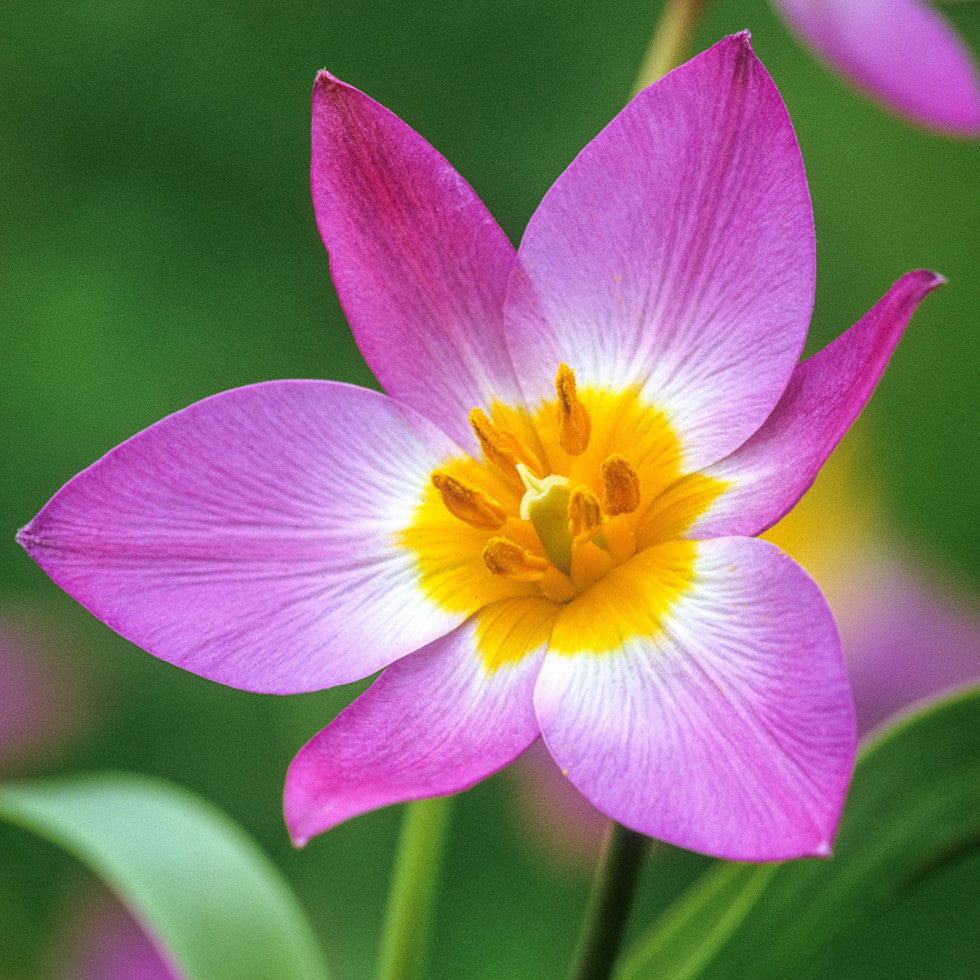 Tulipa saxatilis syn. T. bakeri