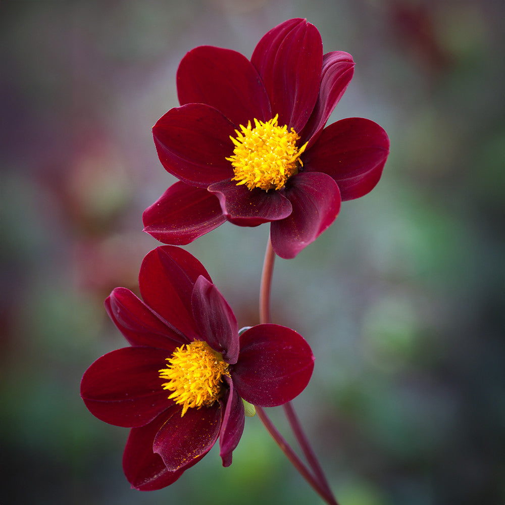 Dahlia 'Red Emperor'