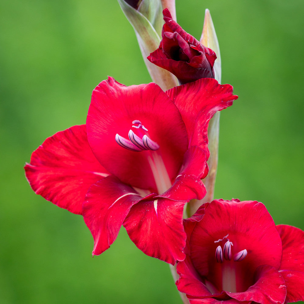 Gladiolus 'Flevo Flash'