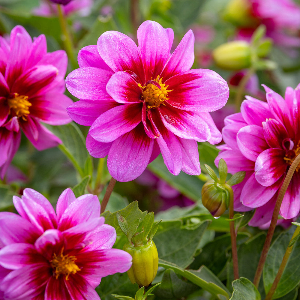 Dahlia 'Dalaya Meena Yogi'
