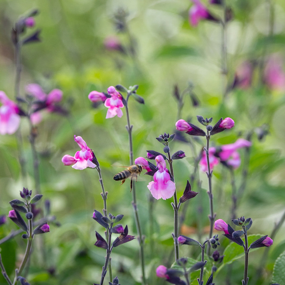 Salvia microphylla 'Angel's Wings'