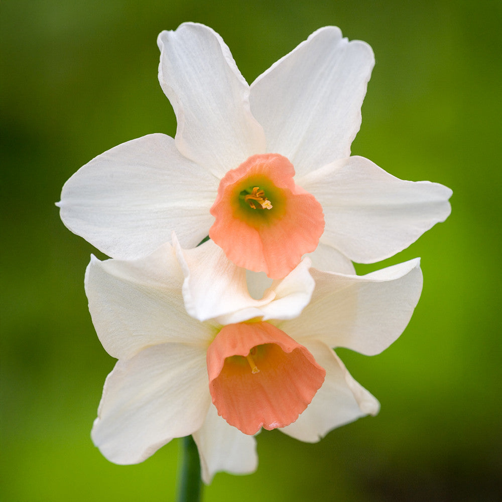 Narcissus 'Accent'