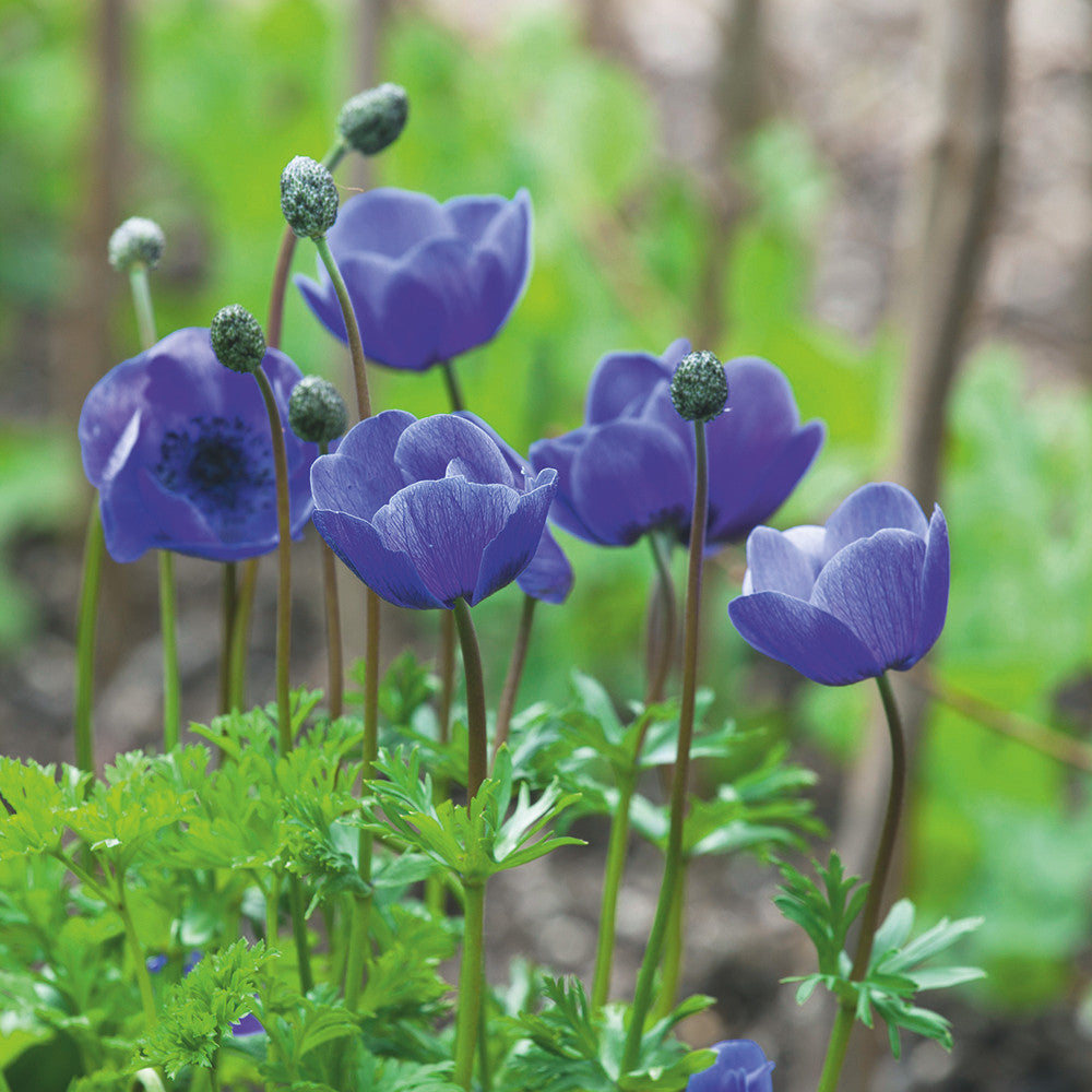 Anemone coronaria Mr Fokker