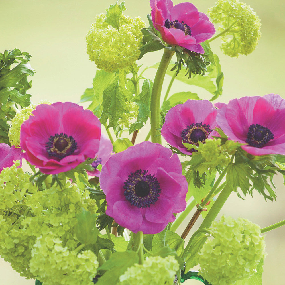 Anemone coronaria 'Sylphide' (De Caen Group)'