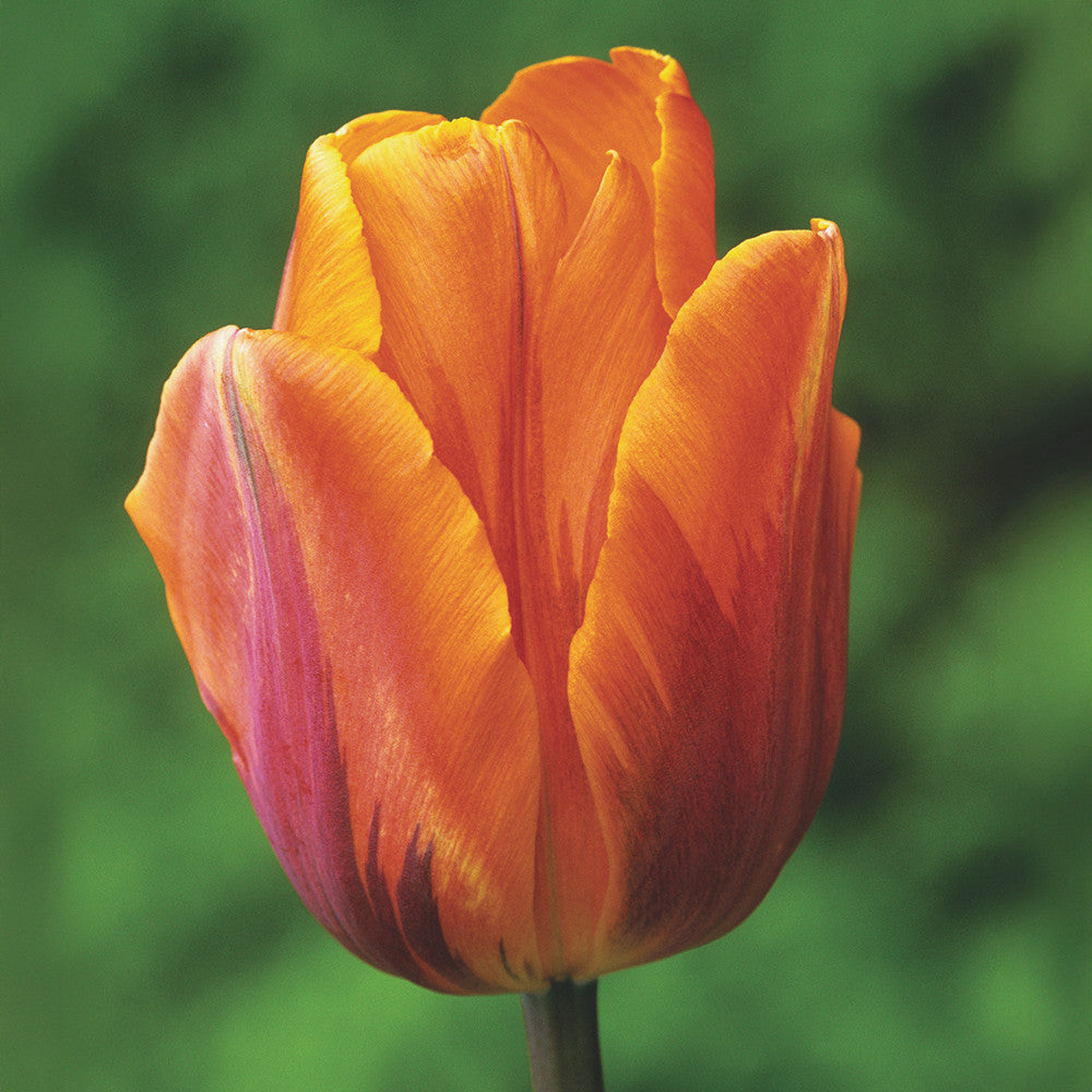 Tulip 'Princes Irene'
