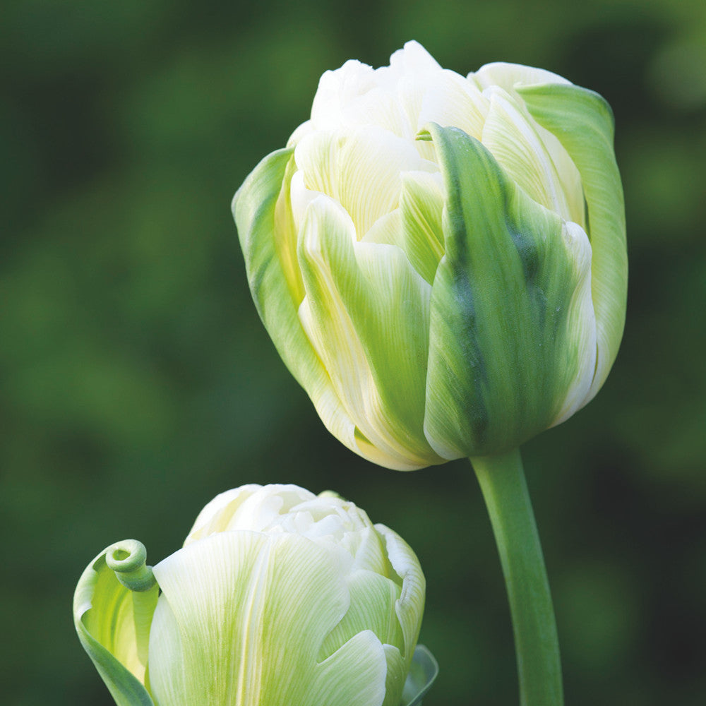 Tulip 'Northcap'