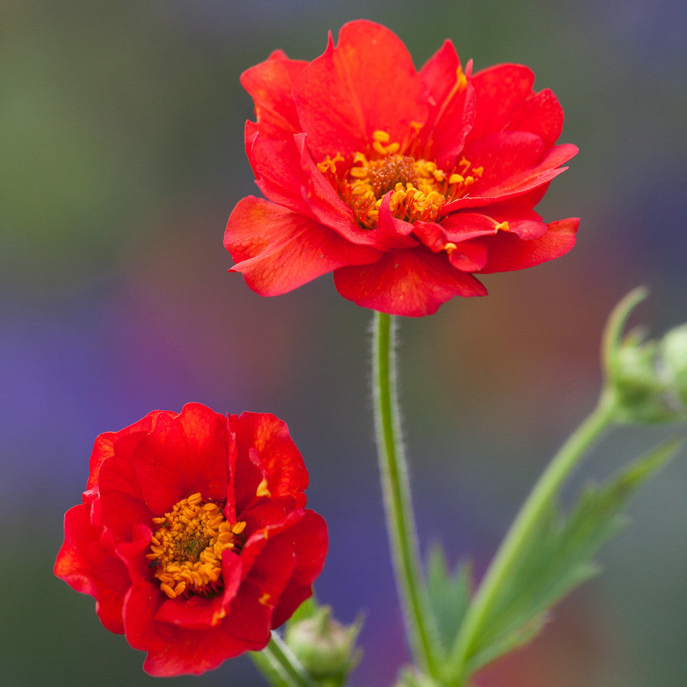 Geum chiloense 'Mrs J. Bradshaw'