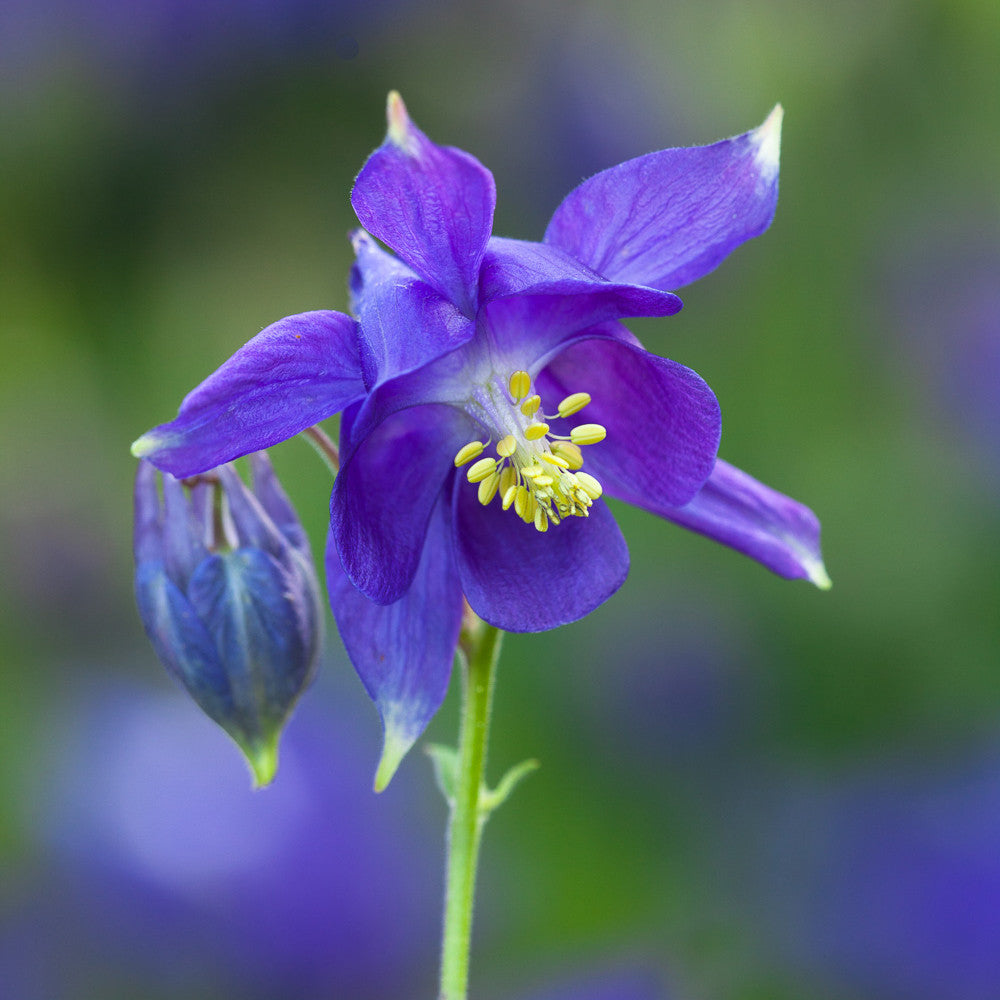 Aquilegia alpina