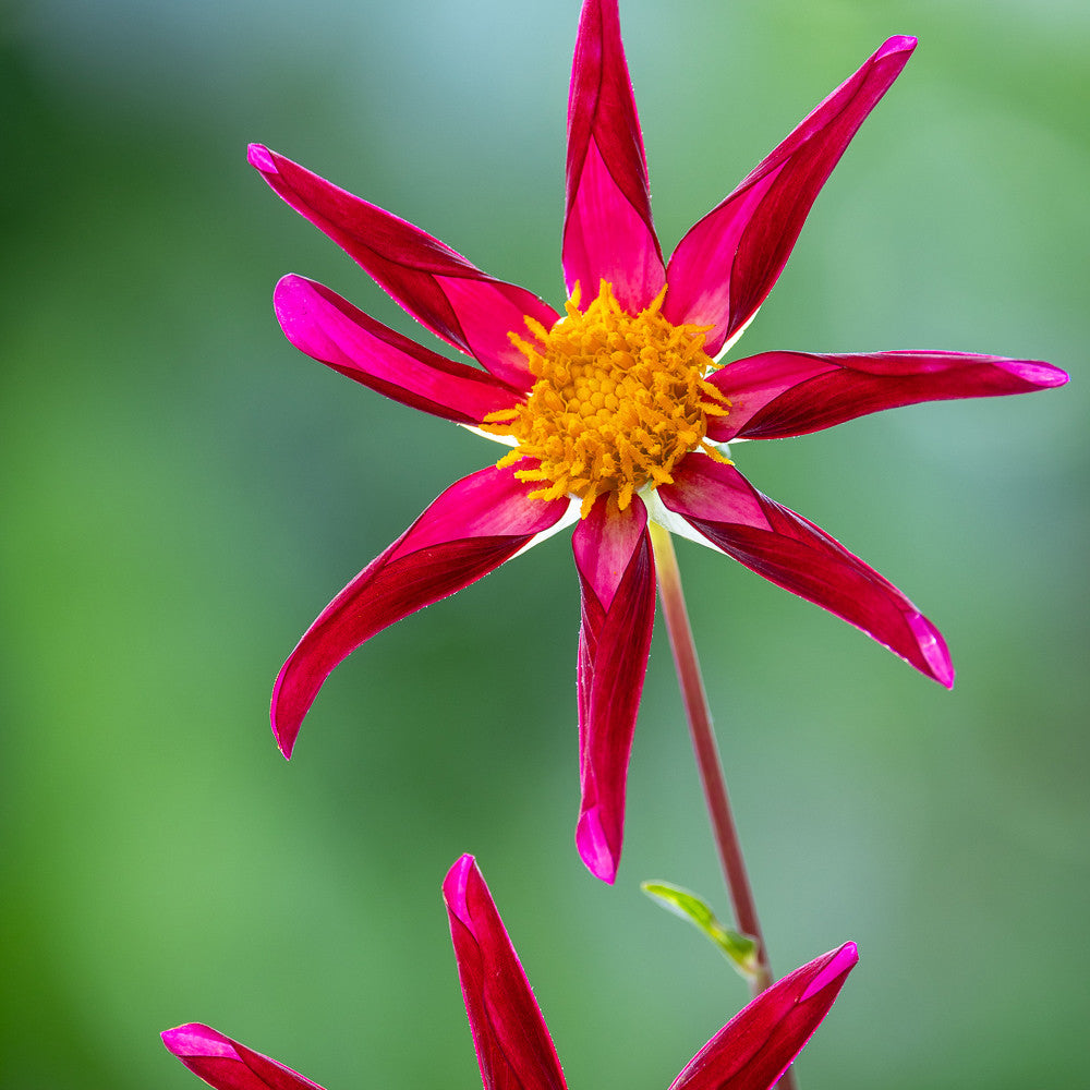 Dahlia 'Honka Vino'
