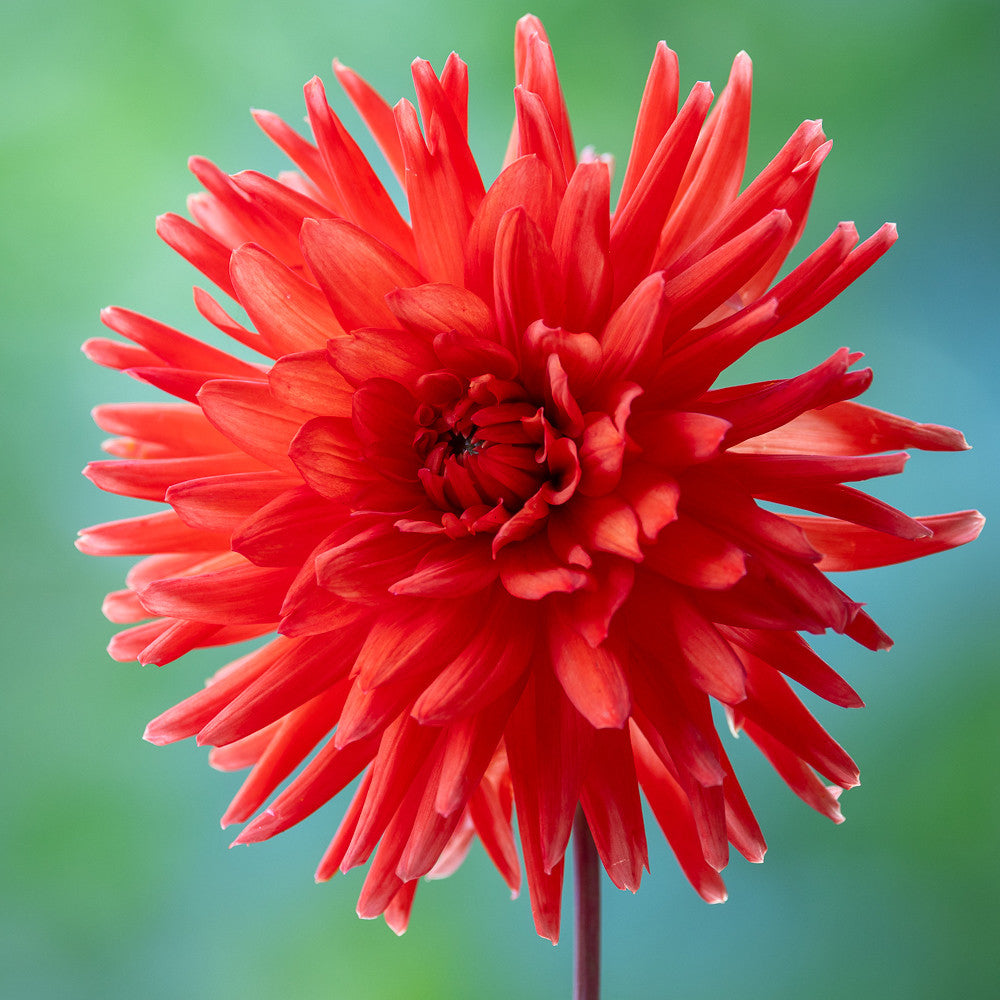 Dahlia 'Park Idylle'