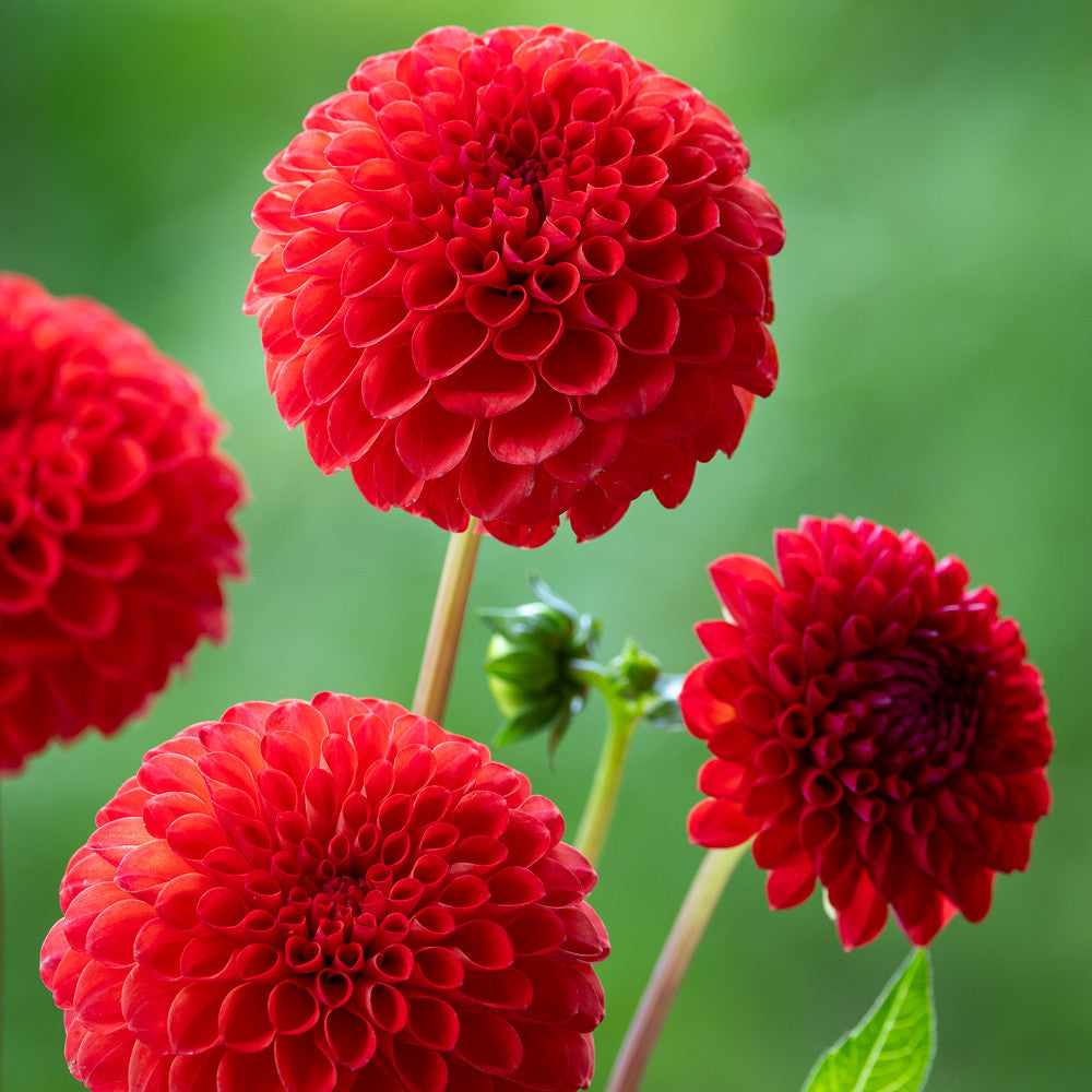 Dahlia 'Manderino'