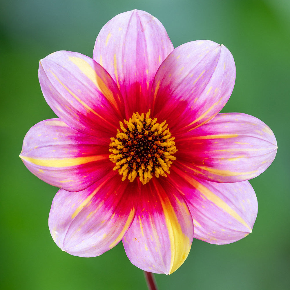 Dahlia 'Neon Flair'