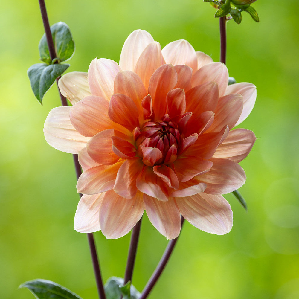 Dahlia 'Yvonne'
