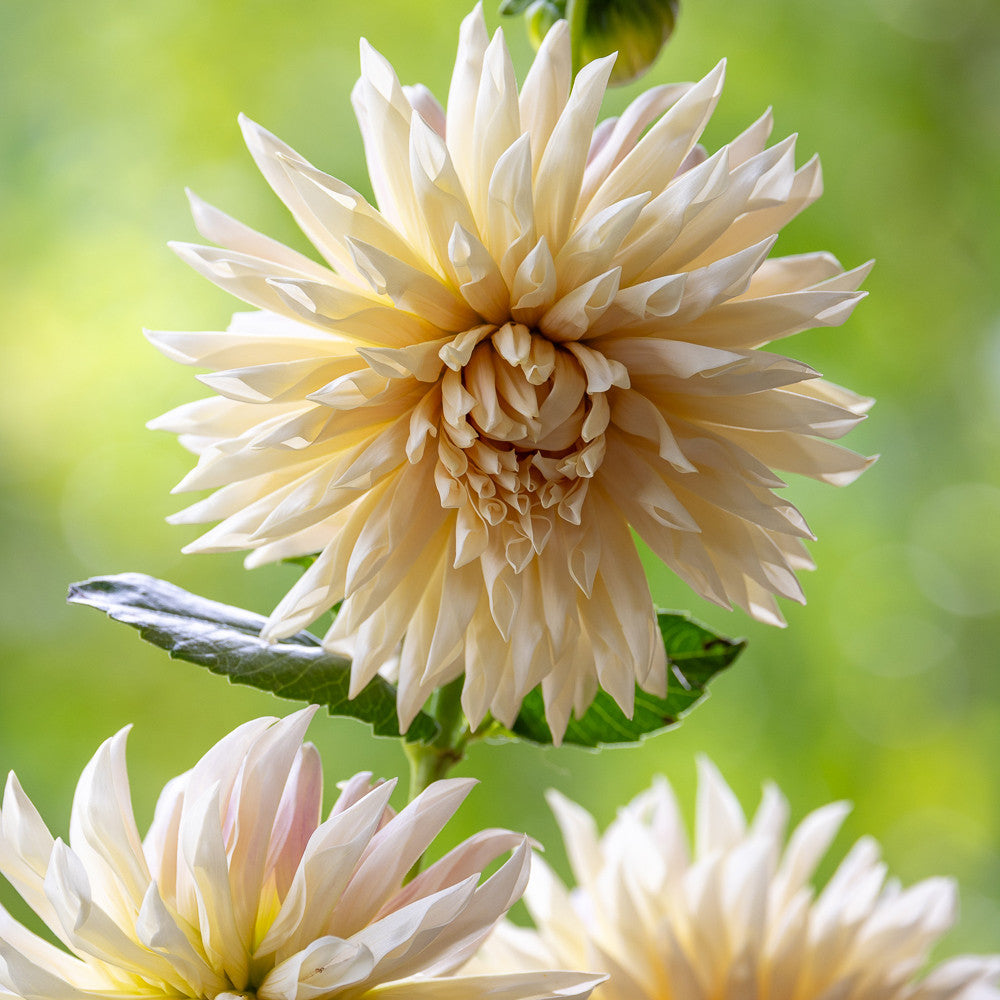 Dahlia 'Cafe de Paris'