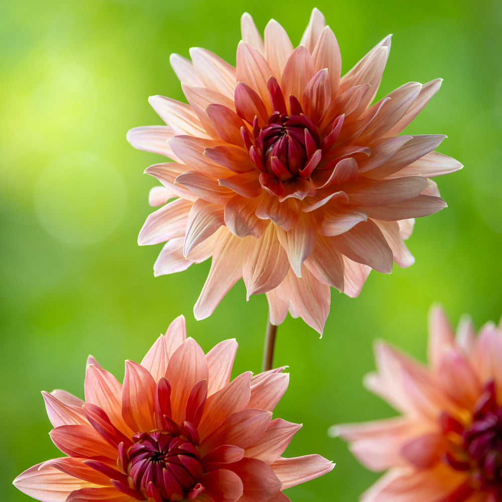 Dahlia 'Schneckenstein'