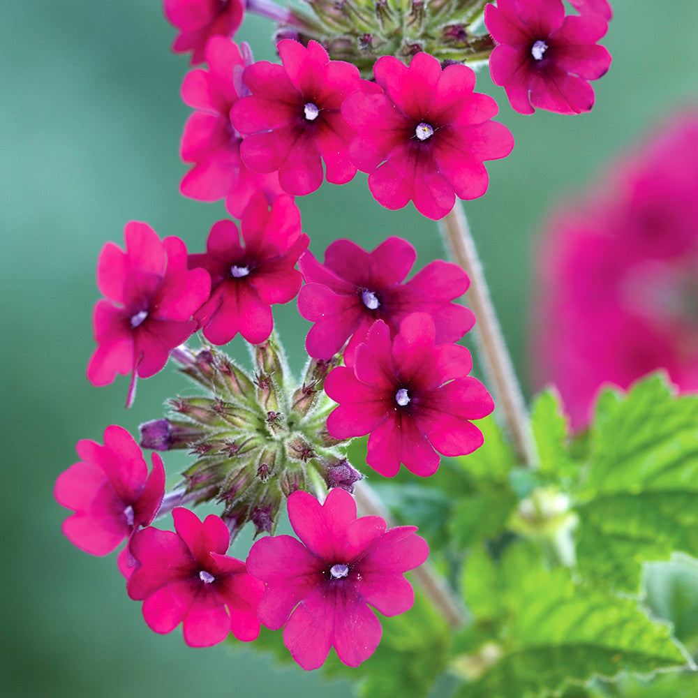 Verbena 'Vanessa Magenta'