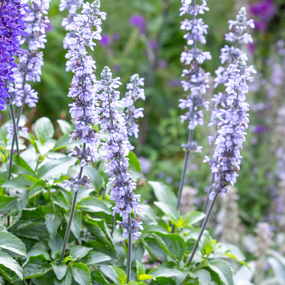 Salvia 'Mystic Spires Sky Blue'