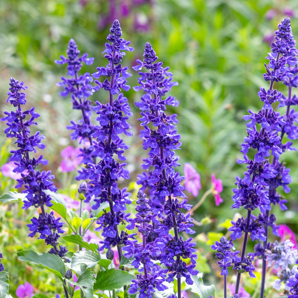 Salvia 'Mystic Spires Blue'