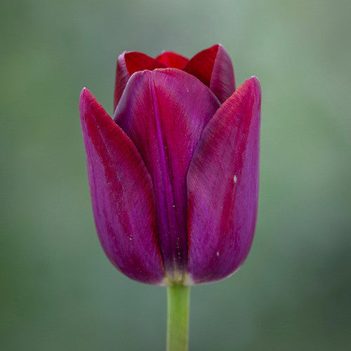 Tulip 'Purple Cloud'