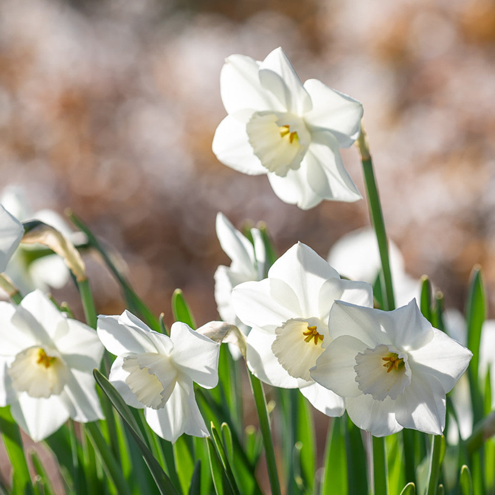 Narcissus 'Mount Hood'