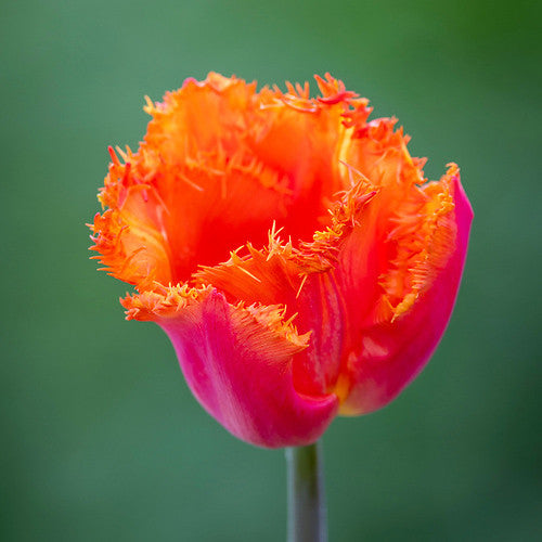 Tulip 'Ogene'