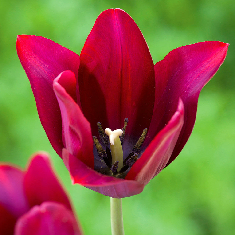Tulip 'Pallada'