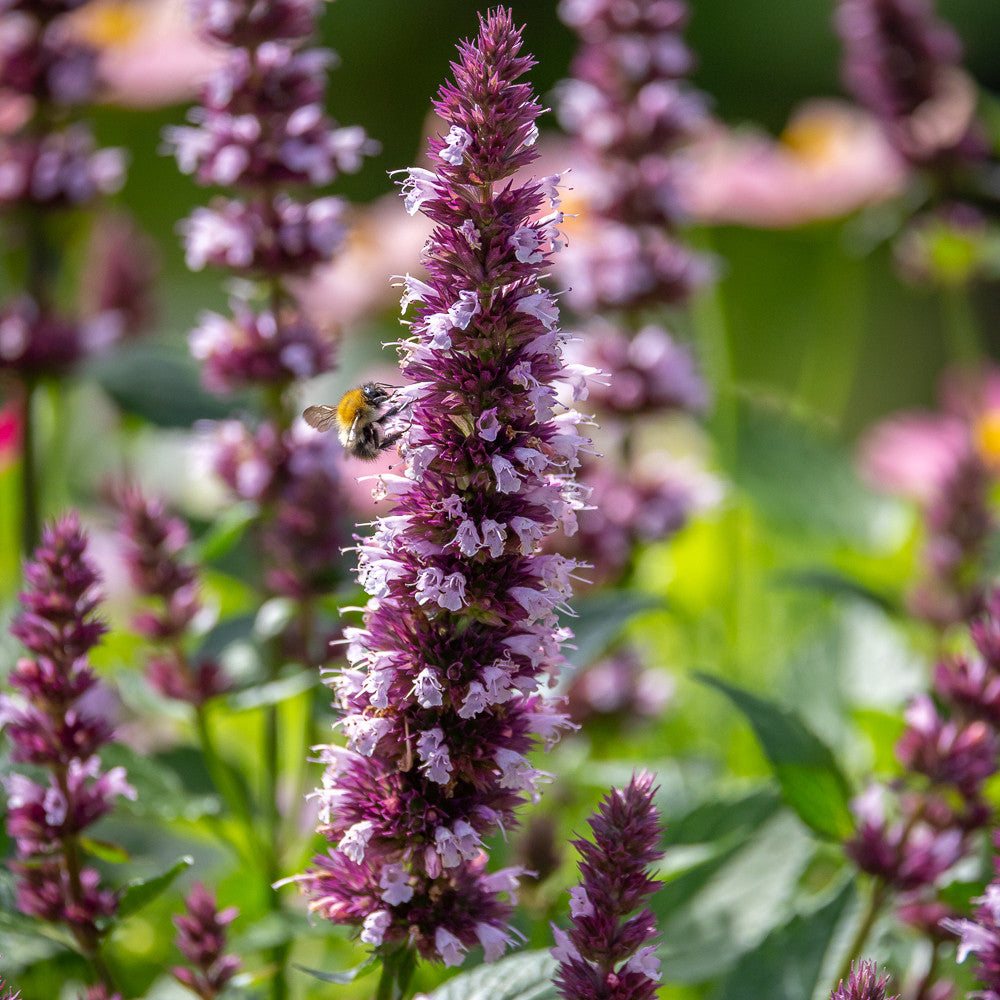 Agastache rugosa 'Beelicious Pink'