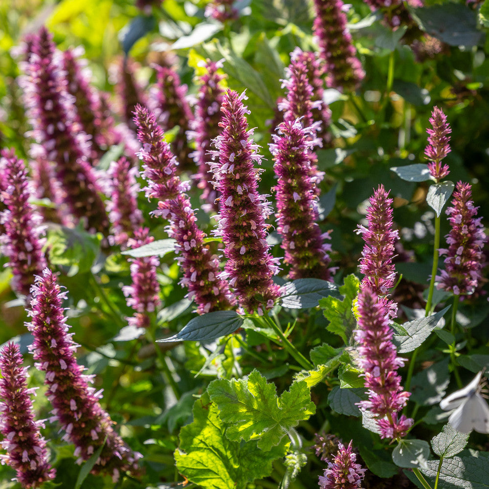 Agastache rugosa 'Beelicious Pink'