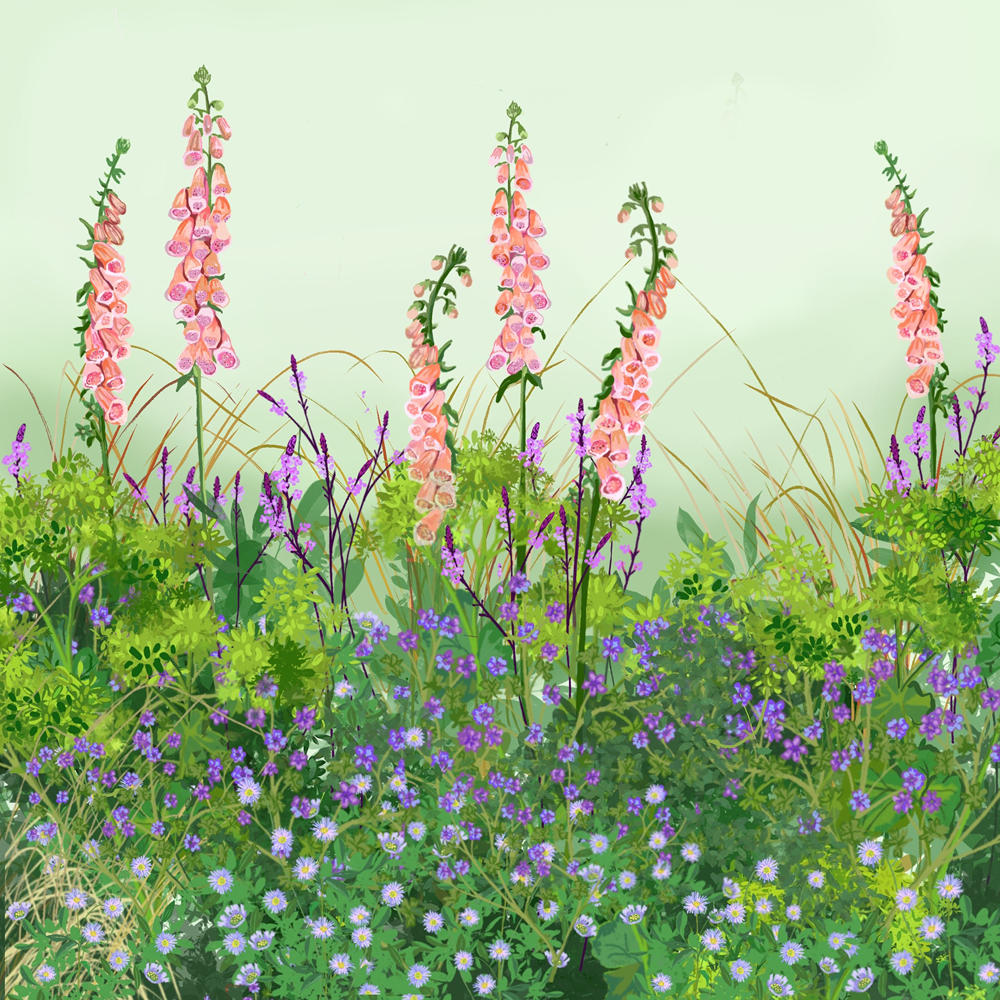 Buy Plants for Naturalising Border Collection | Naturalising Plants ...