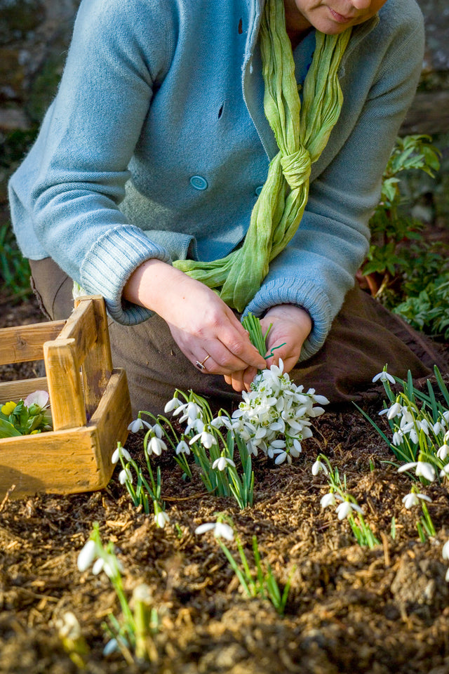 How to plant, grow & care for snowdrops | Sarah Raven
