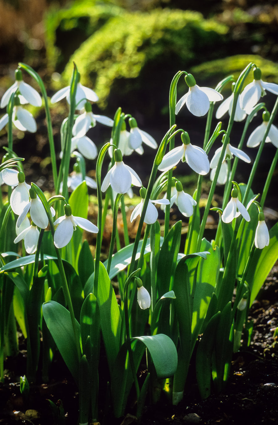 How to plant, grow & care for snowdrops | Sarah Raven