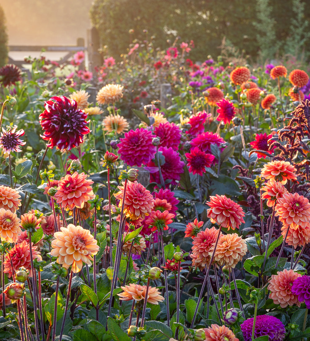 A Day with Alan Titchmarsh ‘Why I garden’ at Perch Hill Farm