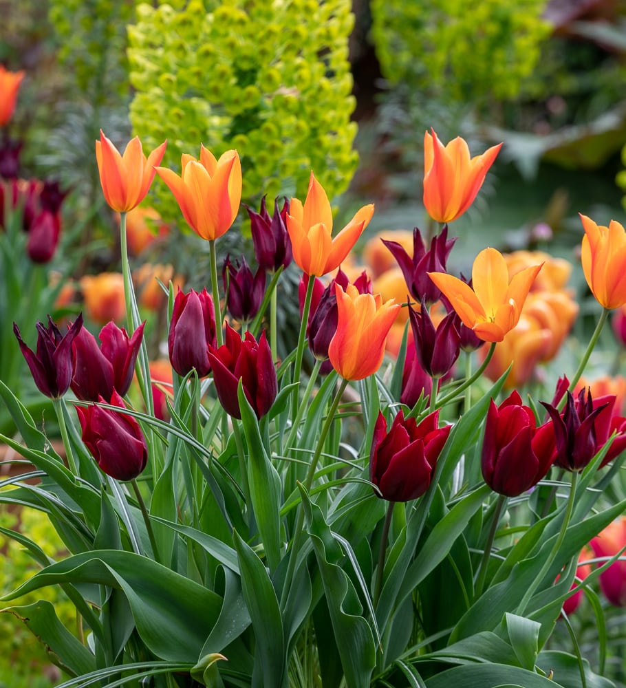 Spectacular Pots and Containers with Sarah Raven at Rutland Nursery, Oakham