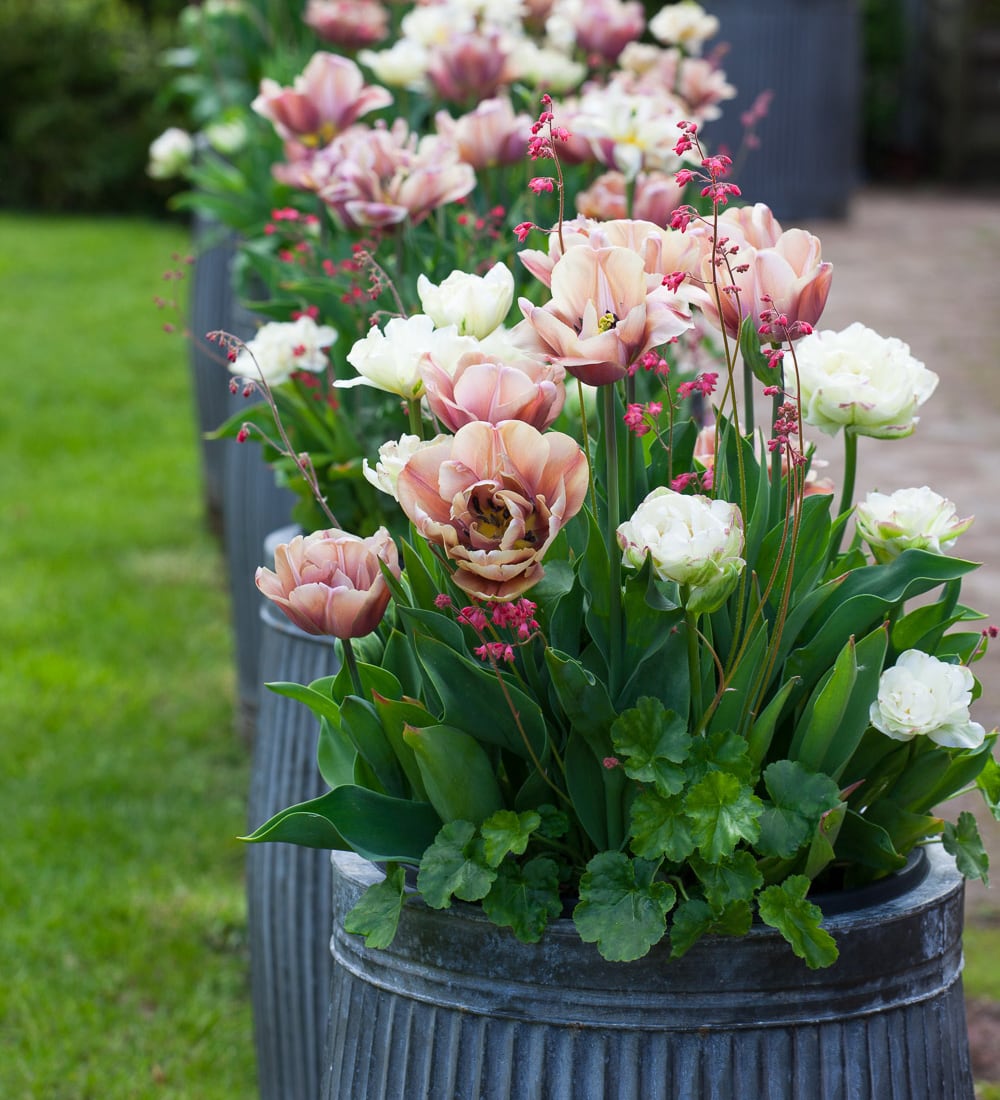 Spectacular Pots and Containers with Sarah Raven at Rutland Nursery, Oakham