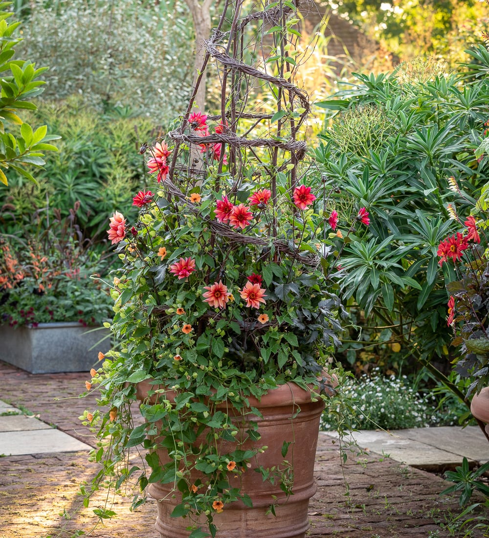Spectacular Pots and Containers with Sarah Raven at Rutland Nursery, Oakham