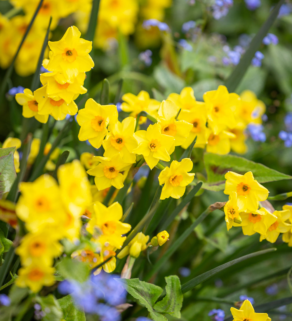 Narcissus 'Golden Dawn'