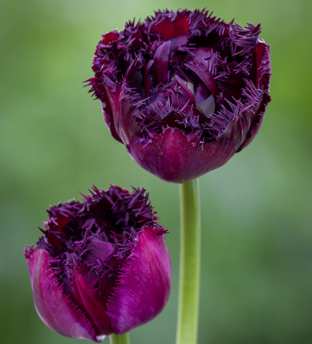 Tulip 'Paint it Black'