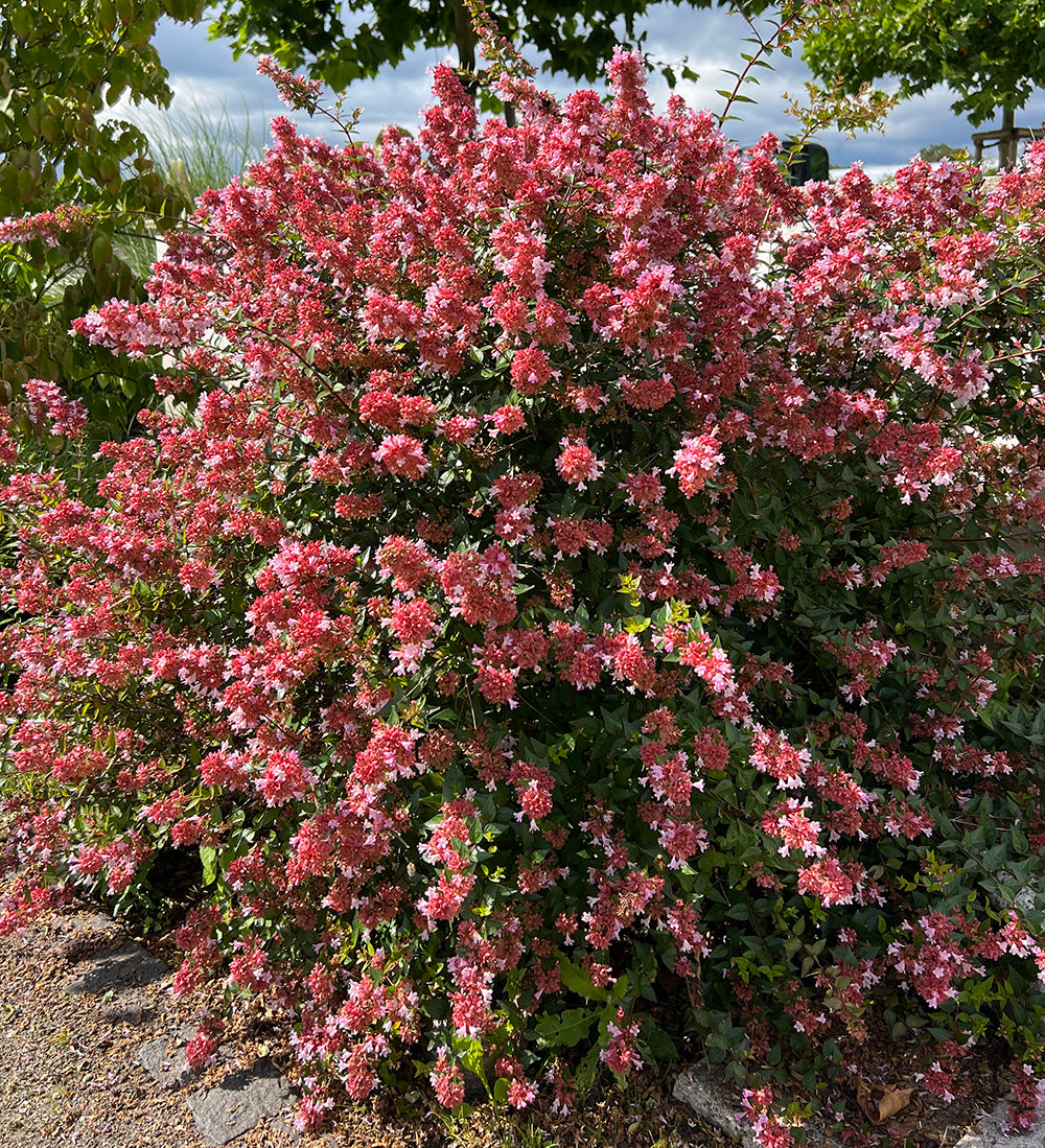 Abelia 'Raspberry Profusion'