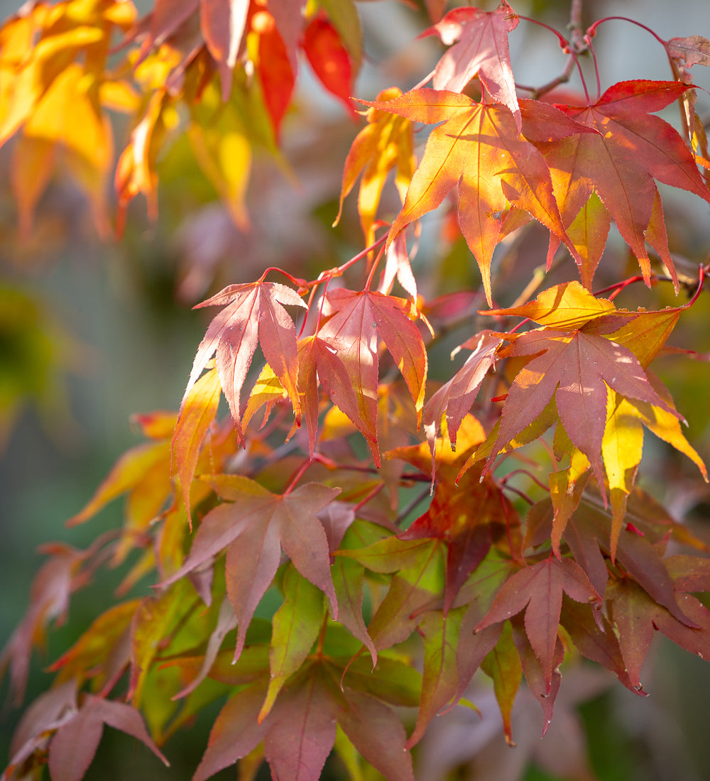 Acer palmatum 'Osakazuki'