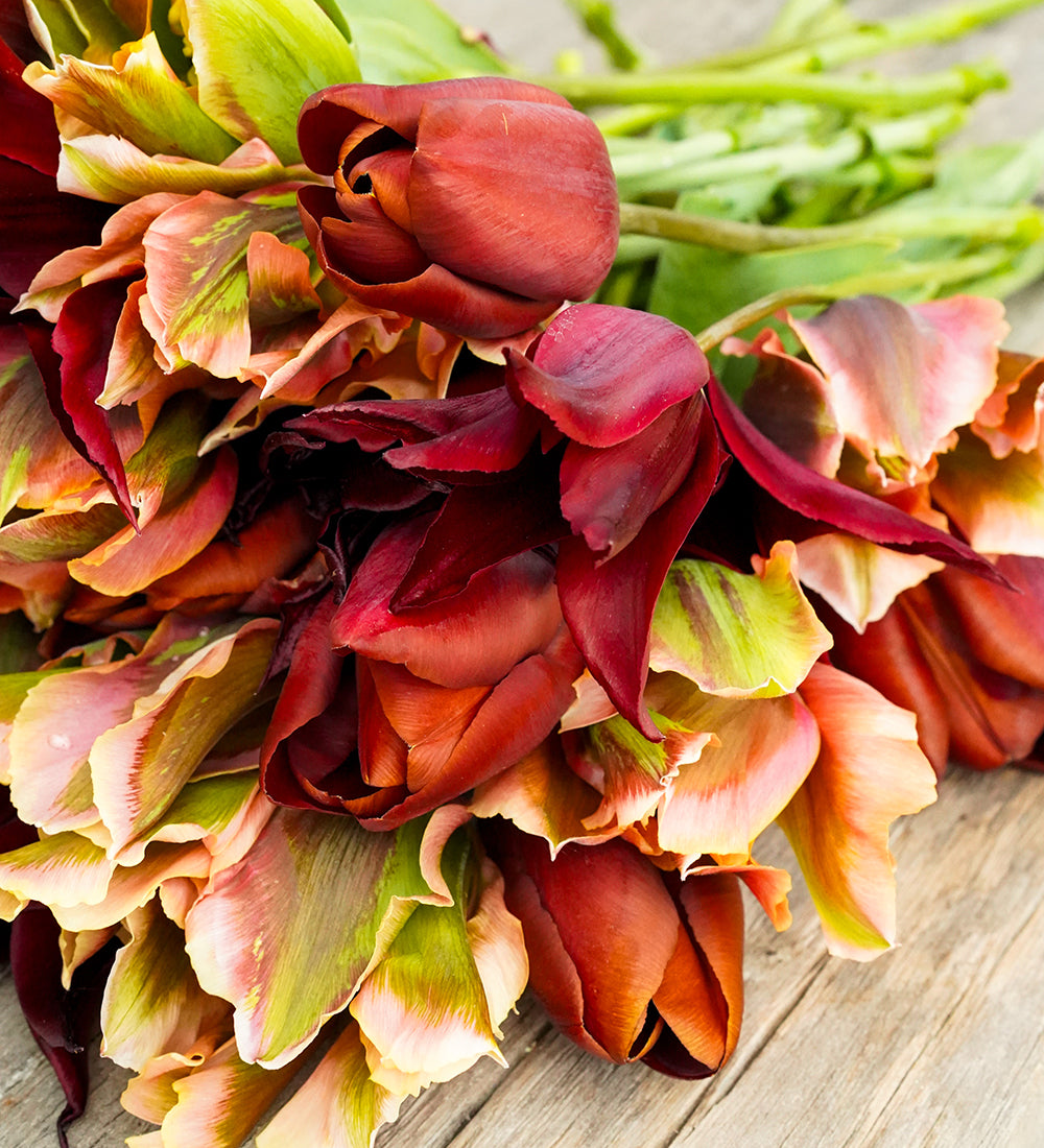 Andy Monaghan's Tulip Collection