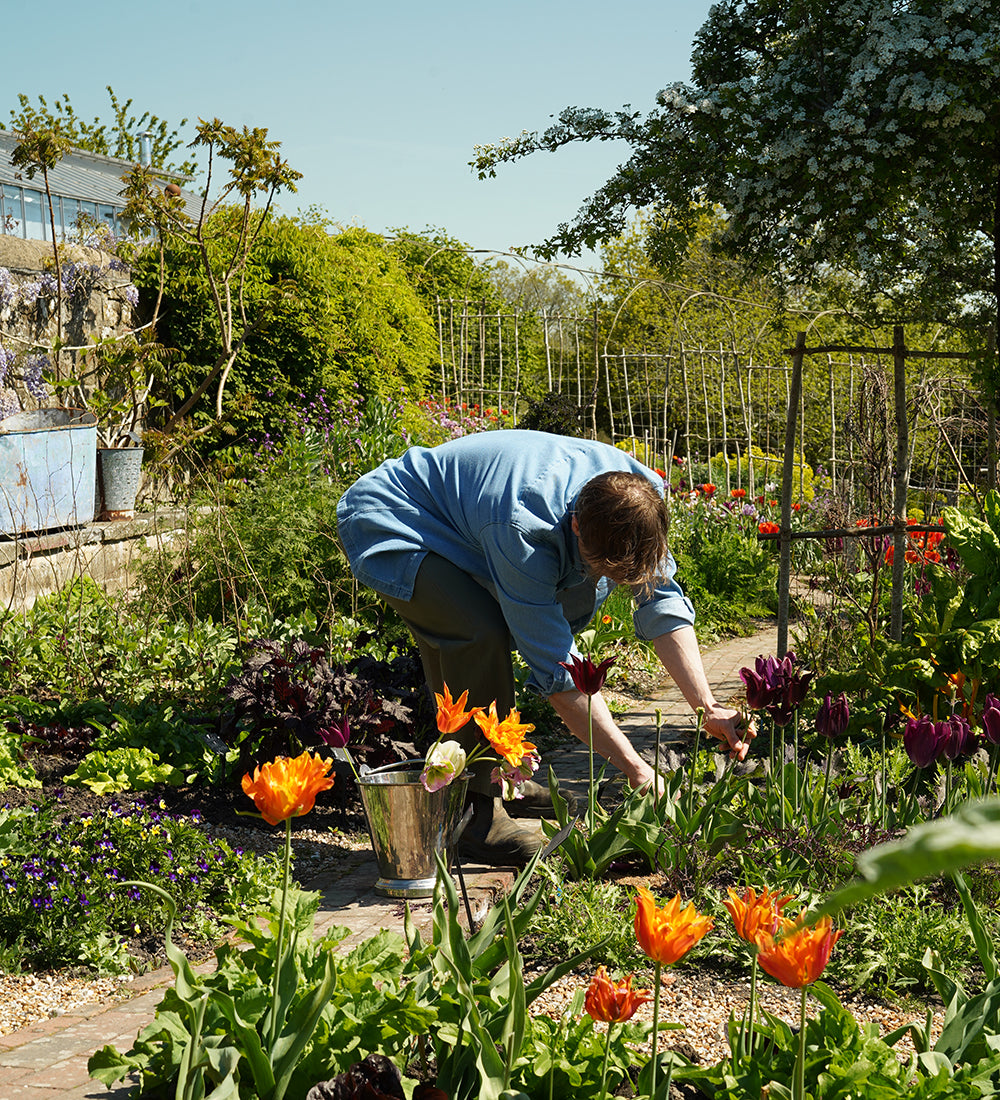 Andy Monaghan's Tulip Collection