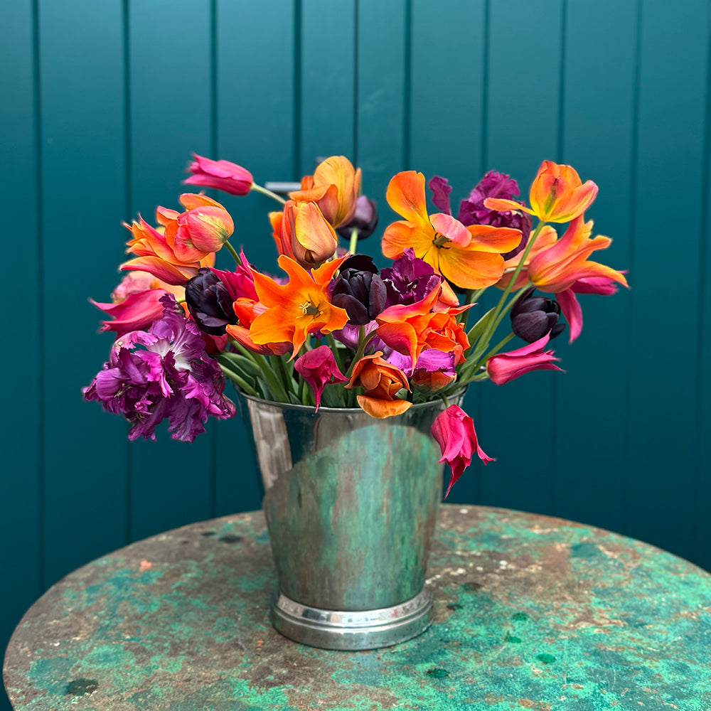 Arit Anderson's Tulip Collection