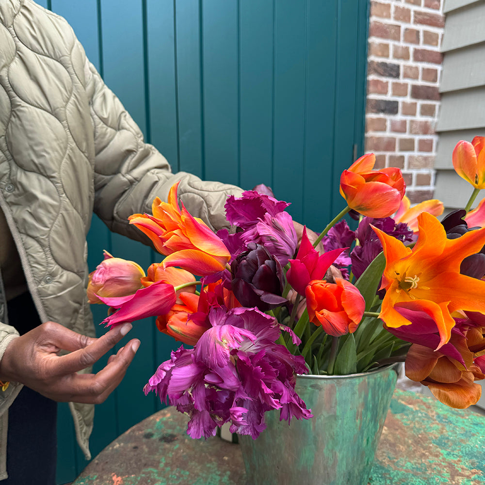 Arit Anderson's Tulip Collection
