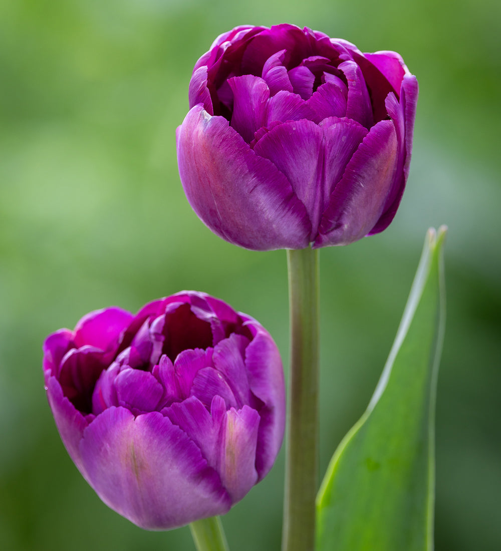 Tulip 'Brother in Arms'